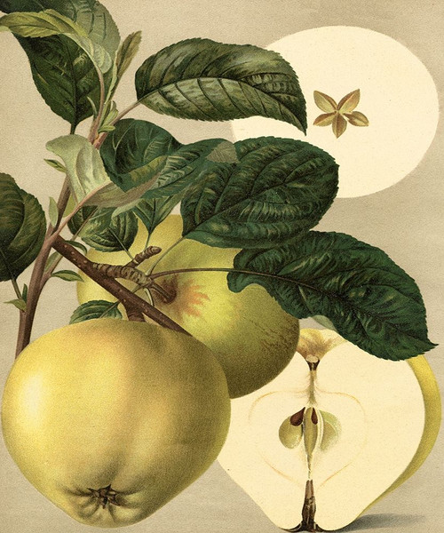 Apple Harvest I Poster Print - Unknown