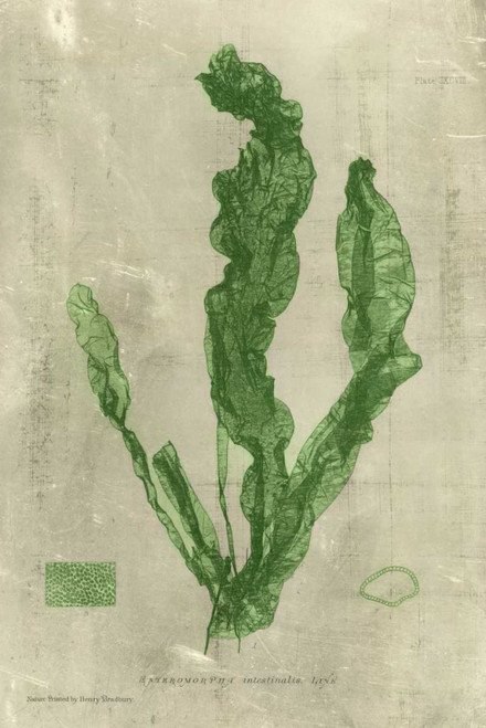 Emerald Seaweed IV Poster Print - Unknown