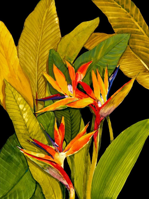 Dramatic Bird of Paradise Poster Print - Tim OToole
