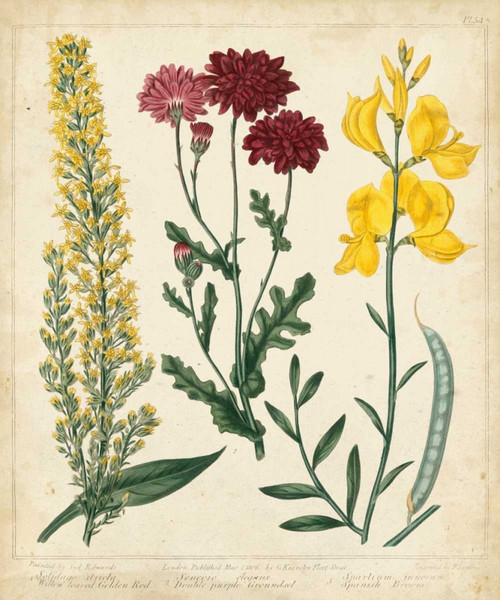 Garden Display III Poster Print - Sydenham Edwards