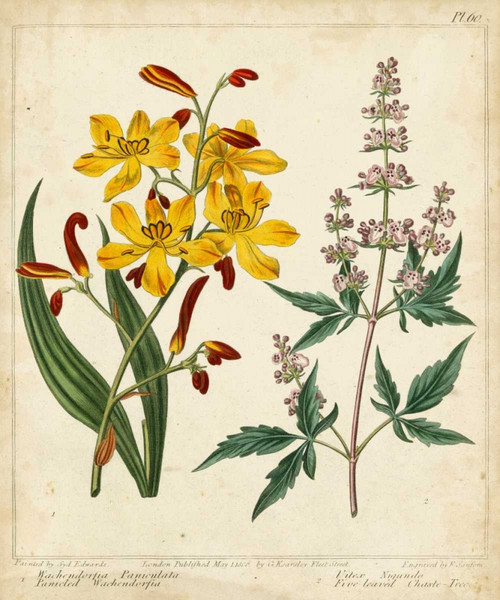 Garden Display I Poster Print - Sydenham Edwards