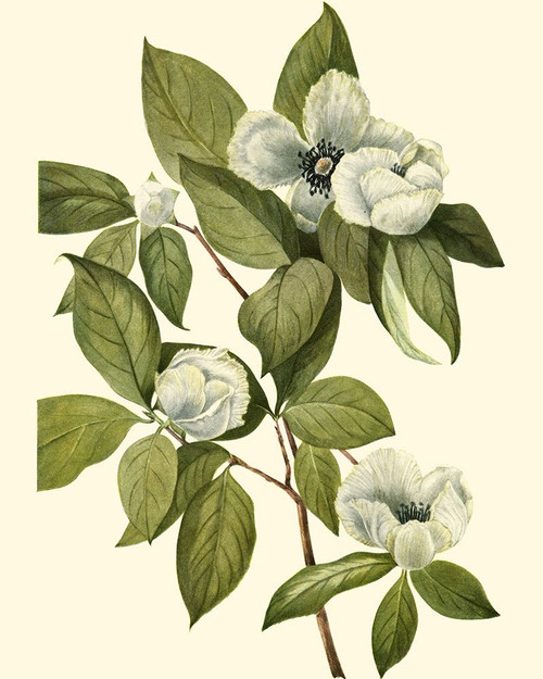 Delicate Foliage II Poster Print - Unknown