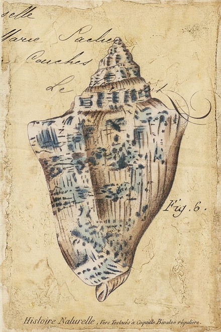 Seashell Ephemera VI Poster Print - Chariklia Zarris