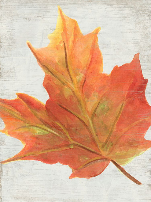 Woodland Colors IV Poster Print - June Erica Vess