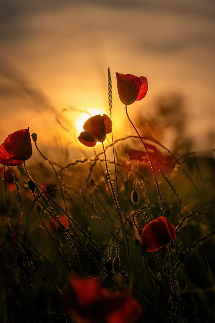 Early Summer Poster Print - Norbert Maier