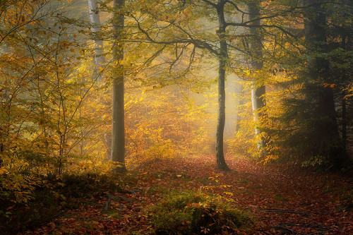 Autumn Trees Poster Print - Norbert Maier