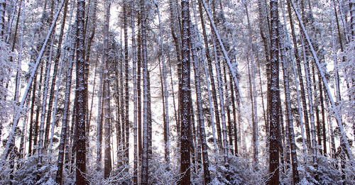 Panoramic Winter Pine Trees Poster Print - Alyson Fennell