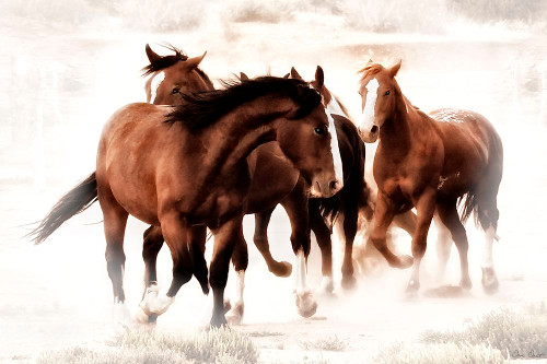 The Finish Line Poster Print - David Drost