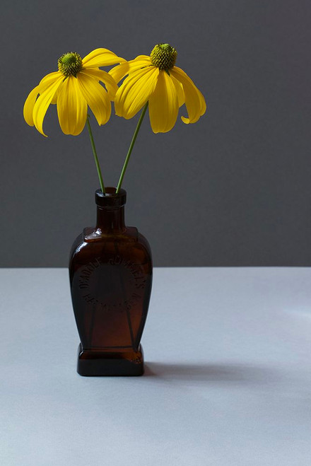 Yellow Rudbeckia Still Life Poster Print - Alyson Fennell