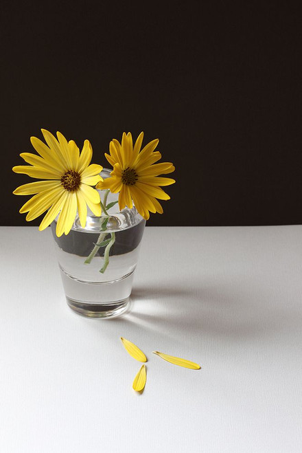 Yellow Daisy Still Life Poster Print - Alyson Fennell