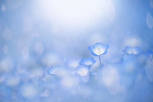 Blue Glow Poster Print - Takashi Suzuki