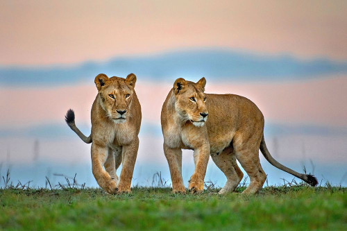 Sisters For Ever Poster Print - Xavier Ortega