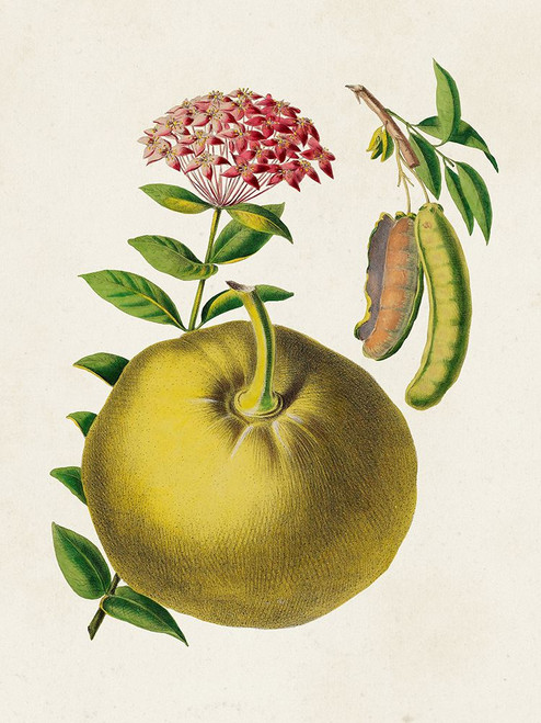 Fruit of the Tropics IX Poster Print - Unknown