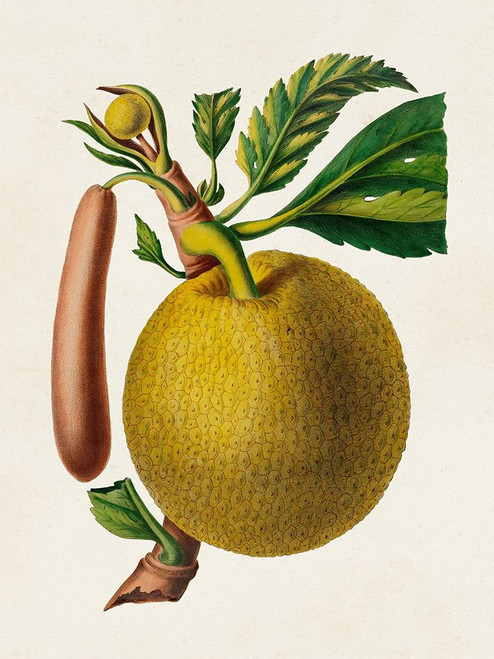 Fruit of the Tropics VIII Poster Print - Unknown