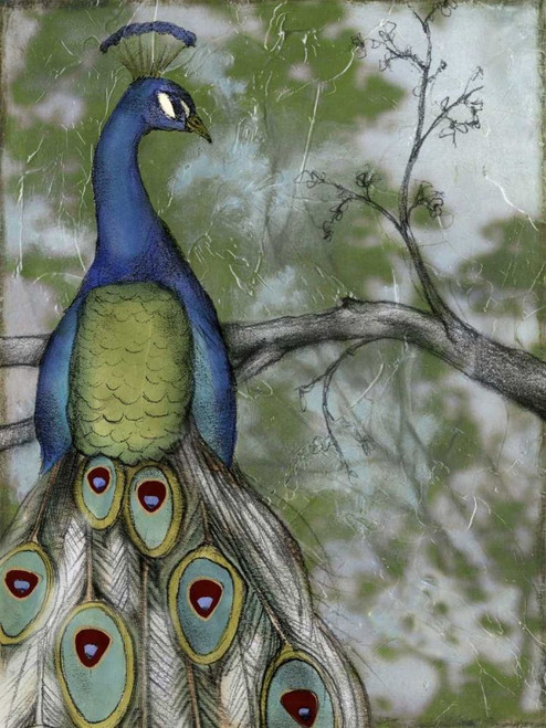 Peacock Reflections II Poster Print - Jennifer Goldberger