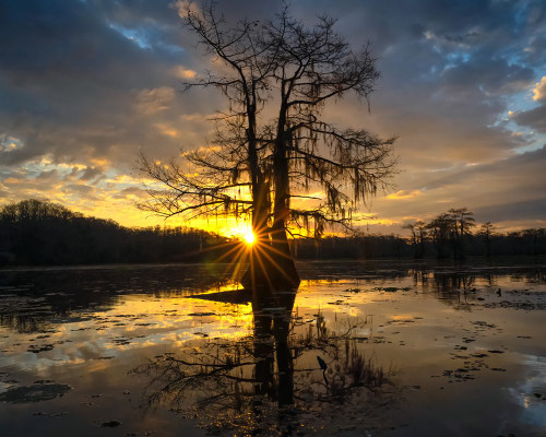 Bayou Sunrise I Poster Print - Danny Head