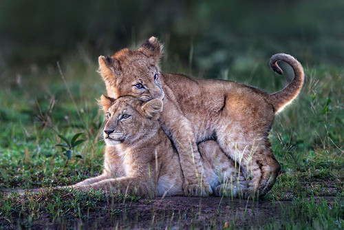 Playful Lion Cubs Poster Print - Xavier Ortega