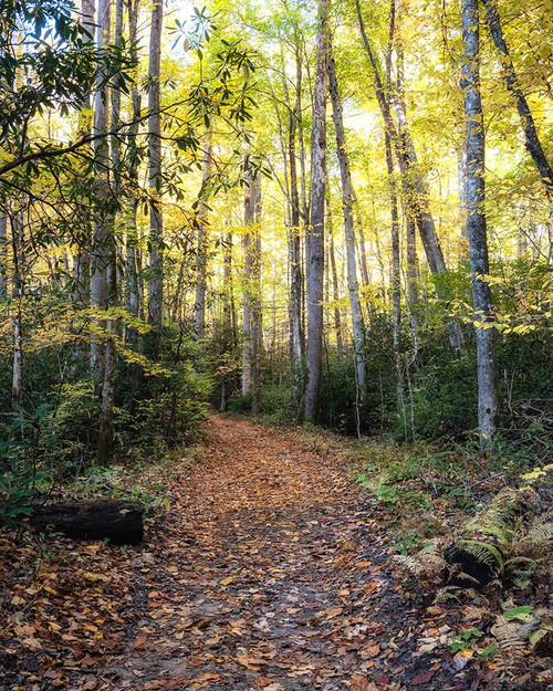 Big Creek Trail Poster Print - Danny Head