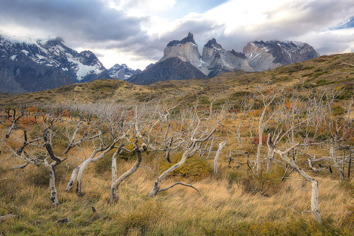 Bent Timber II Poster Print - Danny Head