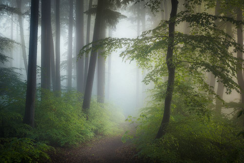 Morning Fog Poster Print - Norbert Maier