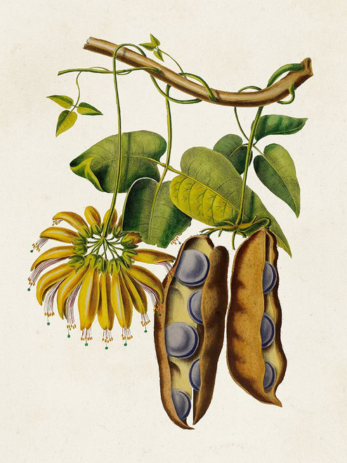 Fruit of the Tropics III Poster Print - Unknown