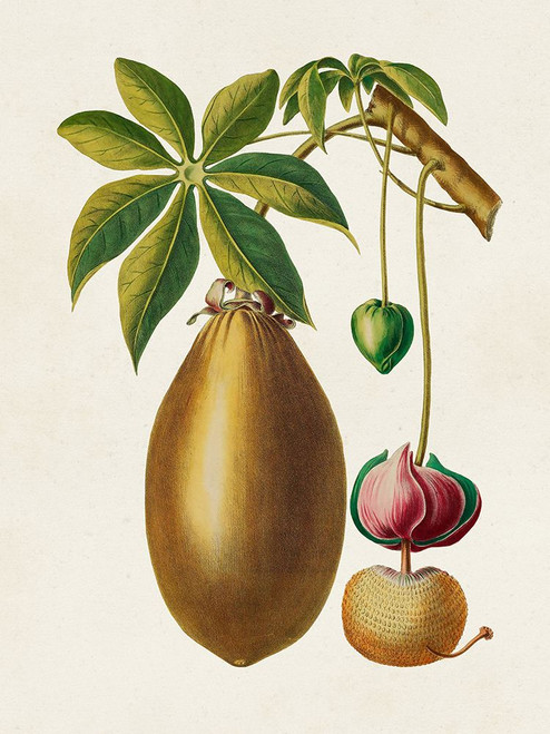Fruit of the Tropics VII Poster Print - Unknown