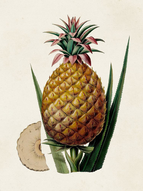 Fruit of the Tropics VI Poster Print - Unknown