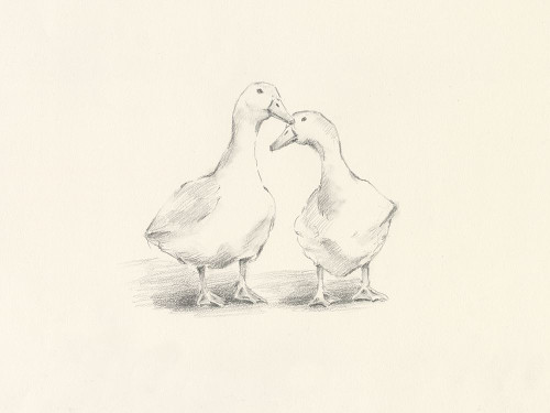 Quack Quack I Poster Print - Ethan Harper