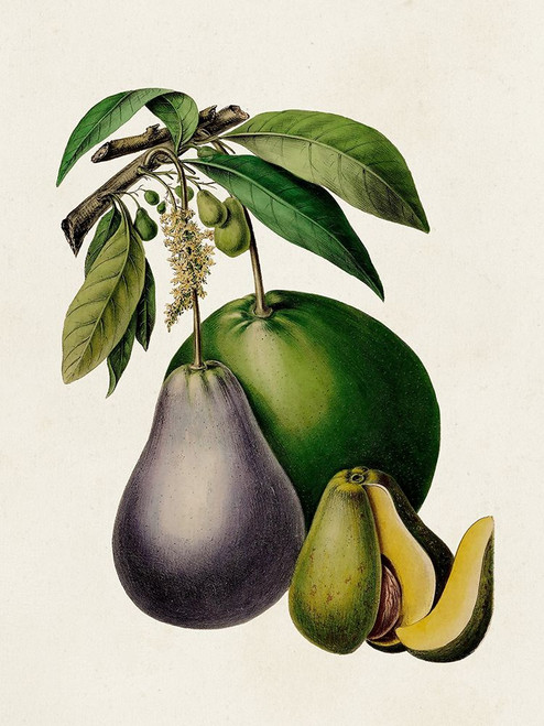 Fruit of the Tropics IV Poster Print - Unknown