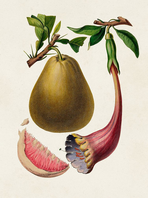 Fruit of the Tropics I Poster Print - Unknown