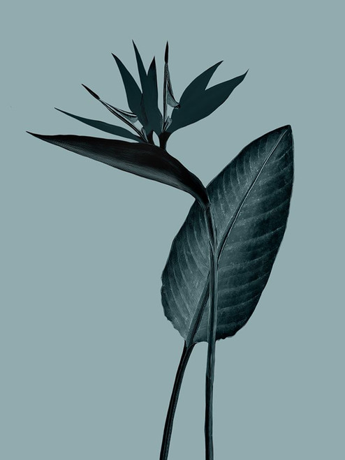 Monochrome Tropical Foliage II Poster Print - Andrea Haase