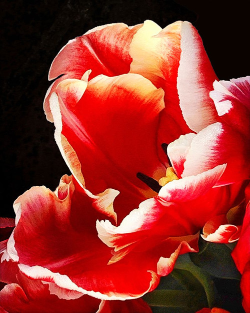 White Tipped Red Tulip II Poster Print - Rachel Perry