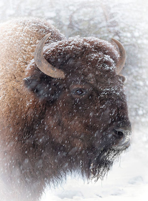 Buffalo in Snow Poster Print - David Drost
