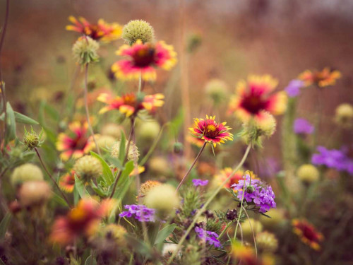 Wild Blooms IV Poster Print - Sonja Quintero