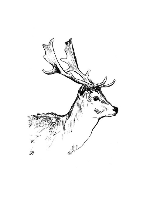 Deer Sketch I Poster Print - June Erica Vess