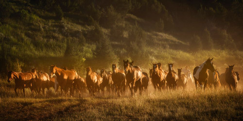 Wild and Free III Poster Print - PHBurchett