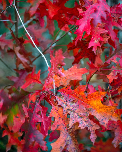 Autumn Oak Leaves Poster Print - Danny Head