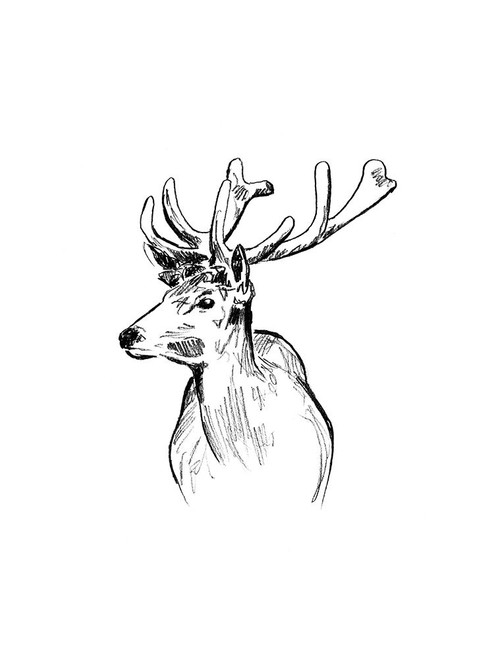 Deer Sketch II Poster Print - June Erica Vess