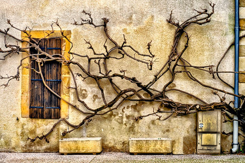 Vines Of Navarrenx Poster Print - Colby Chester