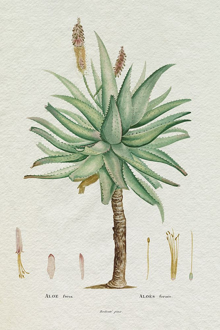 Redoute Succulent I Poster Print - Pierre Redoute