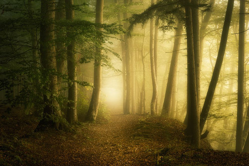 Mysterious Spring Morning Poster Print - Norbert Maier