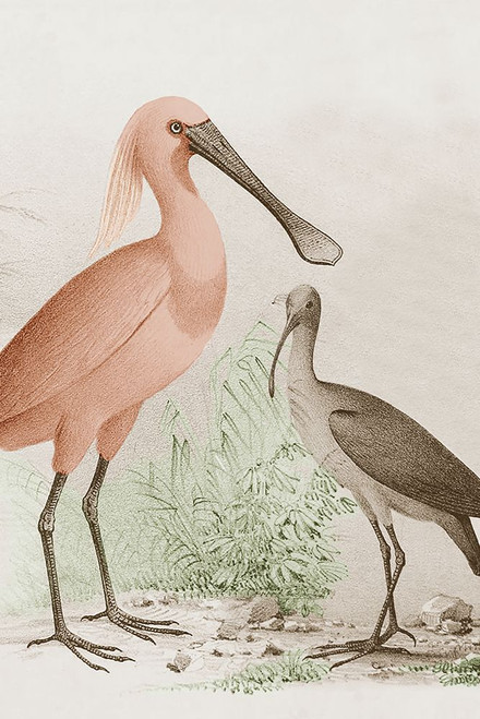 Antique Chroma Waterbirds II Poster Print - Unknown