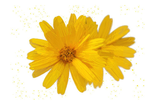 Yellow Asters Poster Print - Jeff Pica