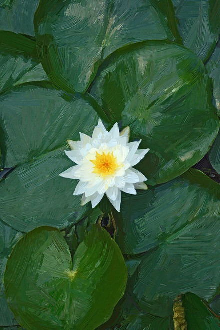 White Lotus Poster Print - Jeff Pica