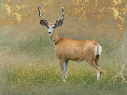 High Summer Velvet Buck Deer Poster Print - Chris Vest