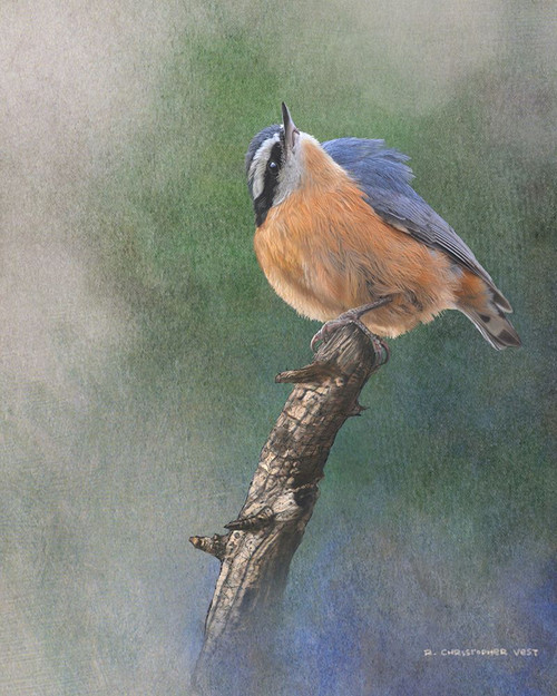 Red Breasted Nuthatch Poster Print - Chris Vest
