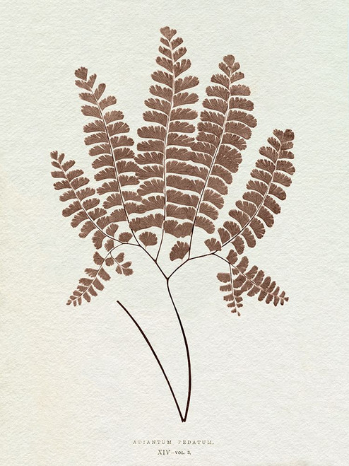 Lowe Sepia Fern IX Poster Print - E.J. Lowe