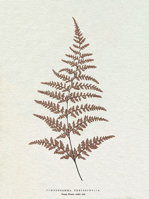 Lowe Sepia Fern I Poster Print - E.J. Lowe