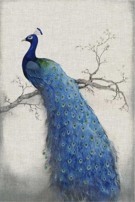 Peacock Blue II Poster Print - Tim OToole