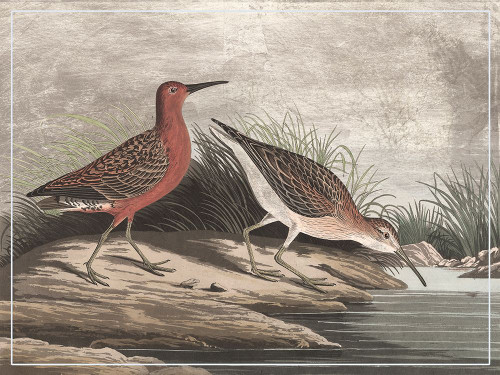 Gilded Sandpipers II Poster Print - John James Audubon